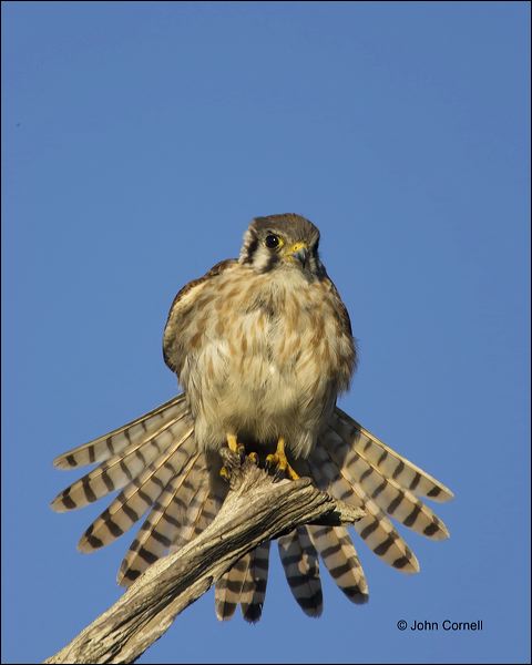 Falcon;Florida;Kestrel;American Kestrel;Falco sparverius;Birds of Prey;Curved Beak;Hunter;Hunters;Predator;Predatory;Talon;Talons;Raptor;Raptors;close-up;avifauna;feathered;feathers;wilderness;perch;perching;watch;portrait;eye;nature;wild;looking;perched;watchful